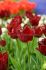 tulipa fringed vincent van gogh 12 cm 100 loose pbinbox