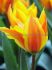 tulipa greigii miskodeed 12 cm 100 loose pbinbox
