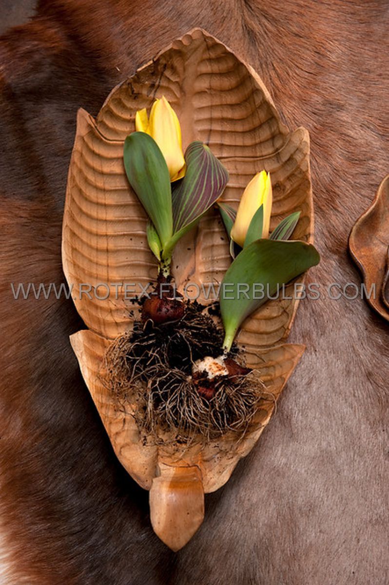 tulipa greigii miskodeed 12 cm 100 pbinbox