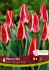 tulipa greigii pinocchio 12 cm 15 quality pkgsx 6