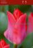 tulipa greigii portland 12 cm 100 loose pbinbox