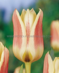 Tulipa Greigii ‘Serano‘ 12/+ cm. (100 Loose p.Binbox) Tulipa Greigii ‘Serano‘ 12/+ cm. (100 Loose p.Binbox)