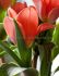 tulipa greigii sweet sixteen 12 cm 100 loose pbinbox