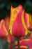 tulipa greigii united states 12 cm 100 loose pbinbox