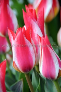 Tulipa Greigii ‘Willem van den Akker‘ 12/+ cm. (100 Loose p.Binbox) Tulipa Greigii ‘Willem van den Akker‘ 12/+ cm. (100 Loose p.Binbox)