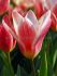 tulipa kaufmanniana hearts delight 12 cm 100 loose pbinbox