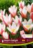tulipa kaufmanniana hearts delight 12 cm 15 quality pkgsx 6