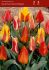 tulipa kaufmanniana mix 12 cm 100 loose pbinbox