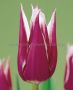 TULIPA LILY FLOWERING ‘CLAUDIA‘ 12/+ CM. (100 LOOSE P.BINBOX)