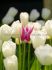 tulipa lily flowering claudia 12 cm 100 loose pbinbox