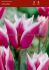 tulipa lily flowering claudia 12 cm 100 loose pbinbox