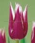 TULIPA LILY FLOWERING ‘CLAUDIA‘ 12/+ CM. (15 PKGS.X 6)