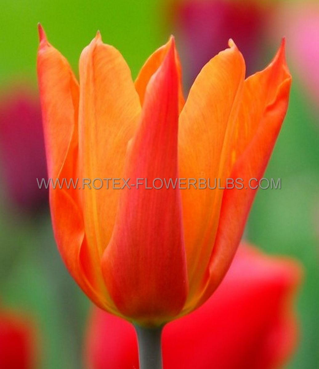 tulipa lily flowering dutch dancer 12 cm 100 pbinbox