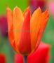 TULIPA LILY FLOWERING ‘DUTCH DANCER‘ 12/+ CM. (100 P.BINBOX)
