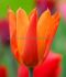 tulipa lily flowering dutch dancer 12 cm 15 pkgsx 6
