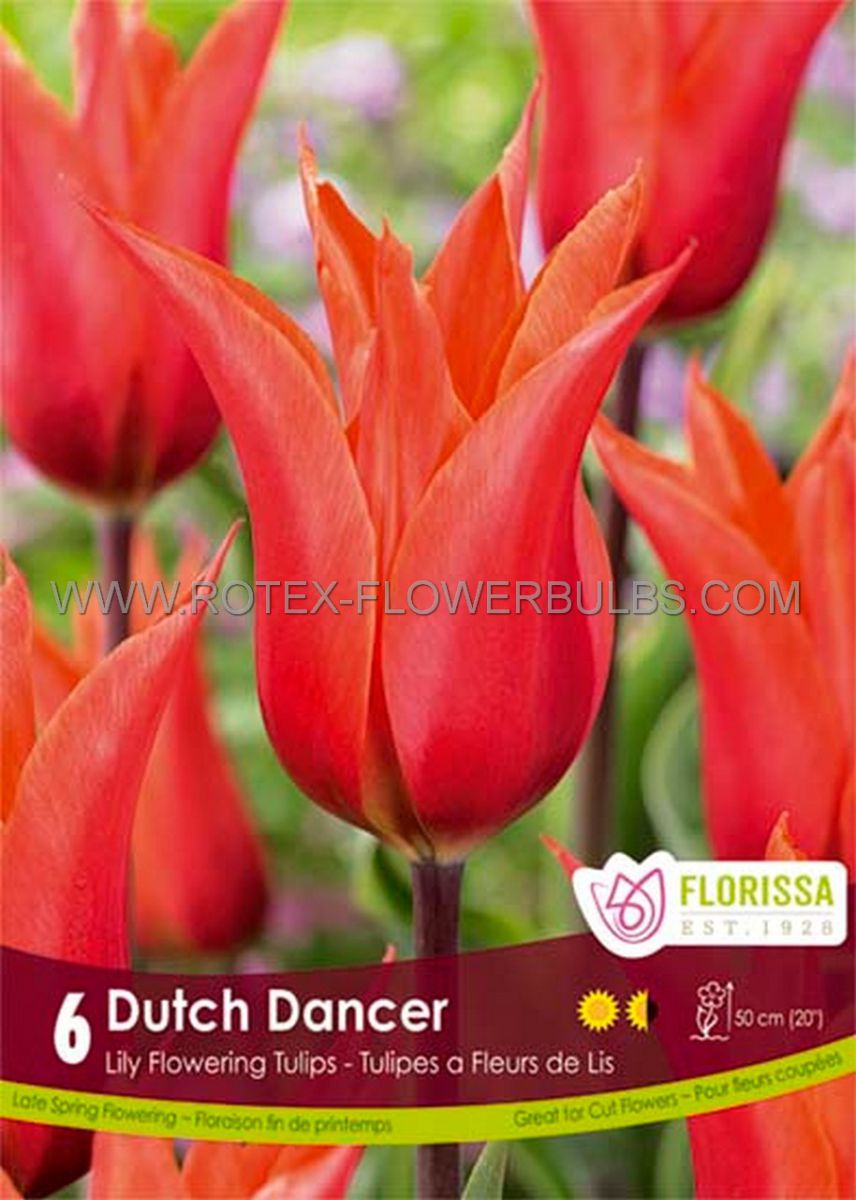 tulipa lily flowering dutch dancer 12 cm 15 pkgsx 6