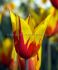 tulipa lily flowering firework 12 cm 15 pkgsx 6