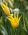 tulipa lily flowering flashback 12 cm 100 loose pbinbox