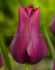 tulipa lily flowering merlot 12 cm 100 loose pbinbox