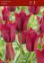 tulipa lily flowering merlot 12 cm 100 loose pbinbox