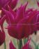tulipa lily flowering purple dream 12 cm 100 loose pbinbox