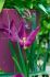 tulipa lily flowering purple dream 12 cm 100 loose pbinbox