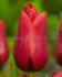 tulipa lily flowering red street 12 cm 15 quality pkgsx 6