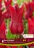 tulipa lily flowering red street 12 cm 15 quality pkgsx 6
