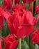 Tulipa Lily Flowering Royal Charm 12 cm. 100 Loose p.Binbox