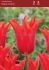 Tulipa Lily Flowering Royal Charm 12 cm. 100 Loose p.Binbox