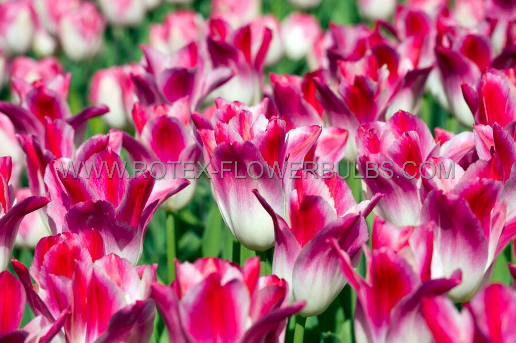 tulipa lily flowering whispering dream 12 cm 100 pbinbox