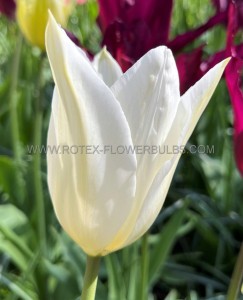 Tulipa Lily Flowering ‘White Triumphator‘ 12/+ cm. (15 Quality Pkgs.x 6)