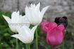 tulipa lily flowering white triumphator 12 cm 15 pkgsx 6