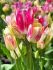 tulipa multiflowering dream club 12 cm 100 loose pbinbox