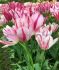tulipa multiflowering flaming club 12 cm 100 loose pbinbox