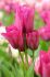 Tulipa Multiflowering Happy Family 12 cm. 100 Loose p.Binbox