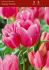 Tulipa Multiflowering Happy Family 12 cm. 100 Loose p.Binbox