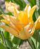 Tulipa Multiflowering Praestans Shogun 89 cm. 100 Loose p.Binbox