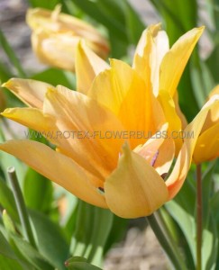 Tulipa Multiflowering ‘Praestans Shogun‘ 8/9 cm. (15 Quality Pkgs.x 6)