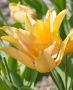 Tulipa Multiflowering ‘Praestans Shogun‘ 8/9 cm. (15 Quality Pkgs.x 6)