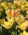 Tulipa Multiflowering Sunshine Club 12 cm. 100 Loose p.Binbox