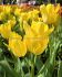 Tulipa Multiflowering Sunshine Club 12 cm. 100 Loose p.Binbox