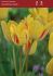 Tulipa Multiflowering Sunshine Club 12 cm. 100 Loose p.Binbox