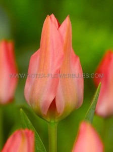 Tulipa Multiflowering ‘Toronto‘ 12/+ cm. (15 Quality Pkgs.x 6)