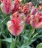 Tulipa Parrot Apricot Parrot 12 cm. 100 Loose p.Binbox
