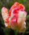 Tulipa Parrot Apricot Parrot 12 cm. 100 Loose p.Binbox