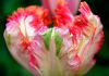 Tulipa Parrot Apricot Parrot 12 cm. 100 Loose p.Binbox