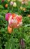Tulipa Parrot Apricot Parrot 12 cm. 100 Loose p.Binbox