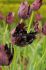 Tulipa Parrot Black Parrot 12 cm. 100 Loose p.Binbox