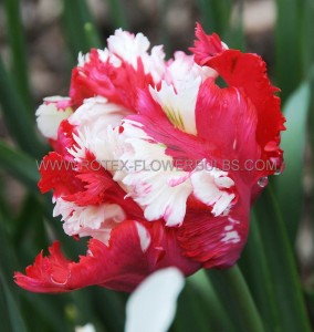 Tulipa Parrot ‘Estella Rijnveld‘ 12/+ cm. (15 Quality Pkgs.x 6)